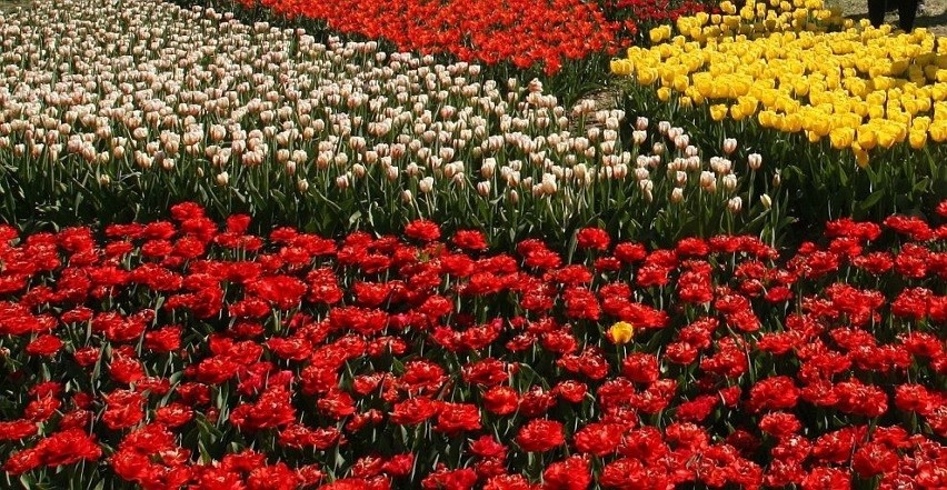Milion tulipanów złoży się na wizerunek Papieża Polaka.