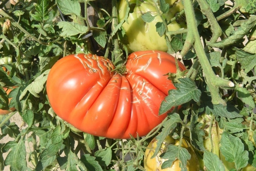 Pomidorów nie powinny spożywać matki karmiące piersią