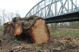 Toruń. Na jakim etapie są postępowania w sprawie wycinki drzew na Kępie Bazarowej? [zdjęcia]