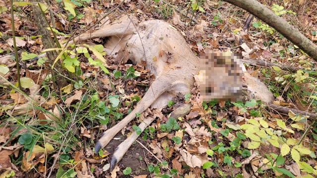 W sobotę (11 listopada) pod Wrocławiem jeden z mieszkańców w lesie znalazł martwą sarnę. Okazało się, że truchło zwierzęcia było owinięte we wnyki. Sprawa kłusownictwa została zgłoszona służbom.