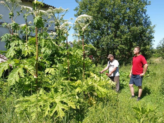Koszenie dorodnych roślin barszczu Sosnowskiego jest trudne i niebezpieczne.