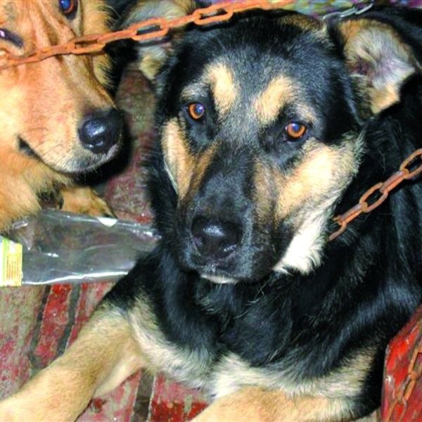 To już trzeci w tym roku odłów psów w Czarne Białostockiej. W trakcie dwóch poprzednich strażnicy złapali cztery bezpańskie czworonogi.