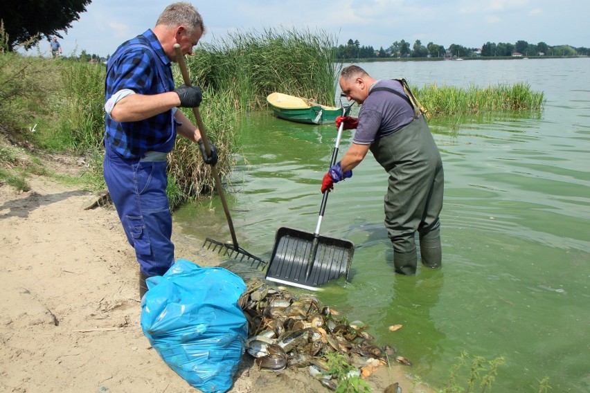 Brzeg Zalewu Zemborzyckiego pokrył się martwymi małżami. Trwa szukanie przyczyny