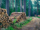 Wycinka Lasu Zagórskiego w Sosnowcu. Radni wystosowali apel do Lasów Państwowych o zaprzestanie działań na terenie gminy