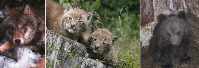 Ile wilków, niedźwiedzi i rysi żyje w Bieszczadzkim Parku Narodowym i jego otulinie?