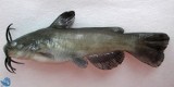 W Kielcach odkryto rybę niespotykaną w Polsce - sumika czarnego   