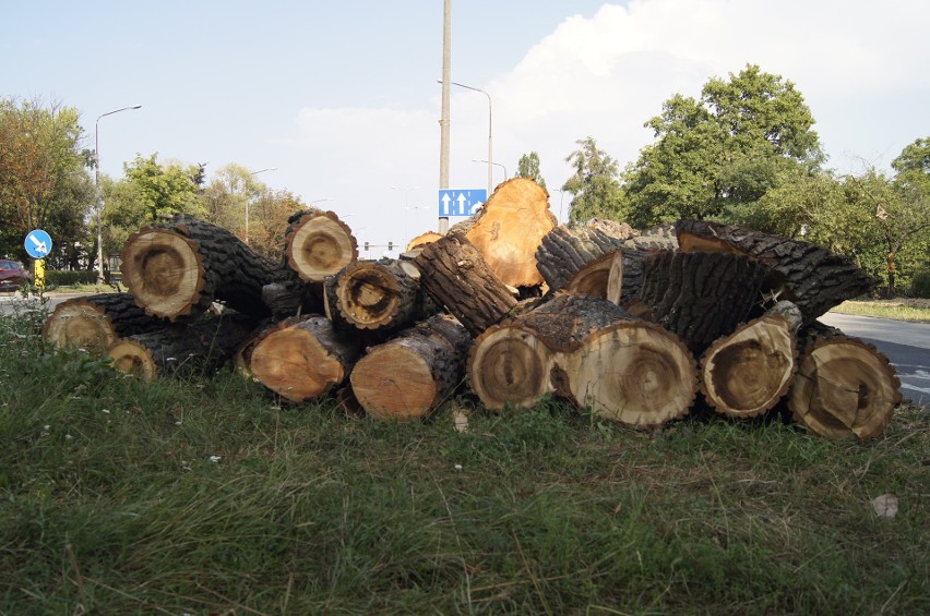 Wycinka drzew w rejonie ul. Ozimskiej - lipiec 2018 r.