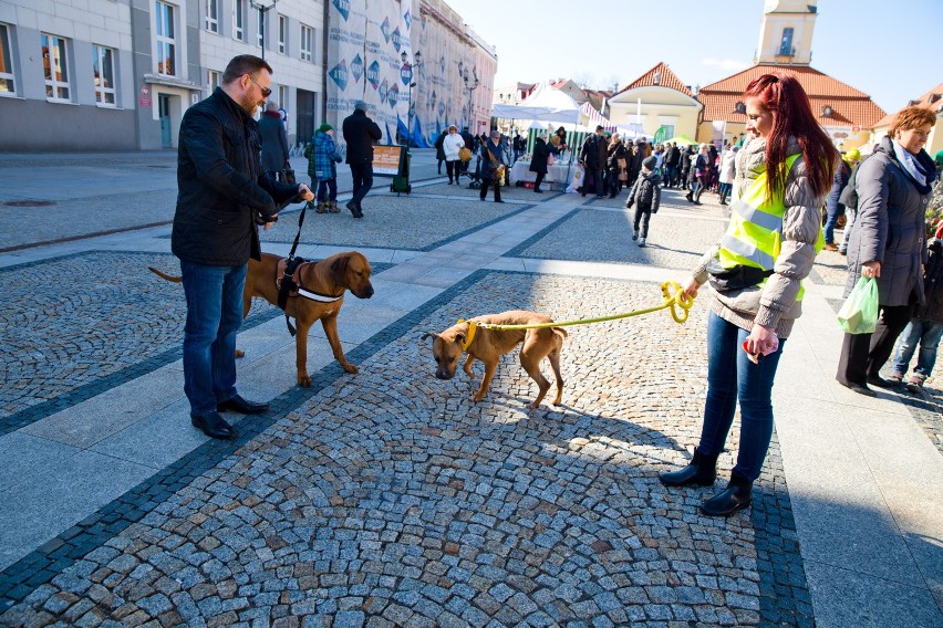 Psy ze schroniska na spacerze w centrum Białegostoku.