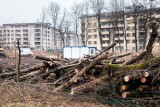 Wycinają drzewa. „Droga śmierci” będzie mniej groźna