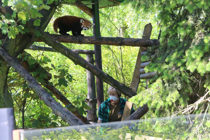 Pandy małe (czerwone) ze śląskiego zoo