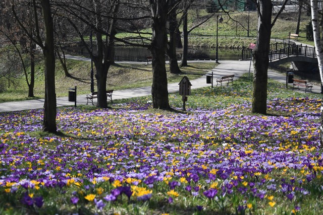 Tak na kilka dni przed rozpoczęciem wiosny prezentuje się park przy ul. Żeromskiego w Jastrzębiu.