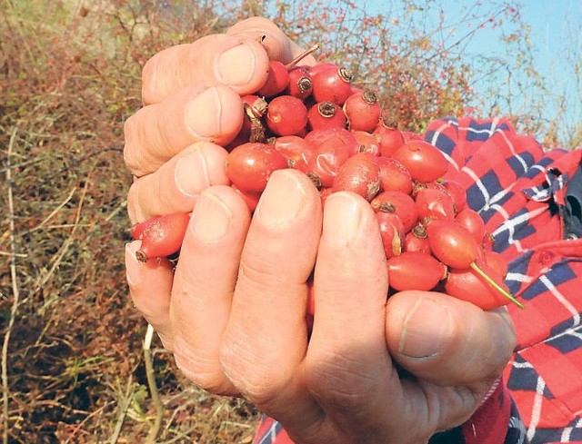 Z owoców dzikiej róży można zrobić m.in. sok albo pyszne wino