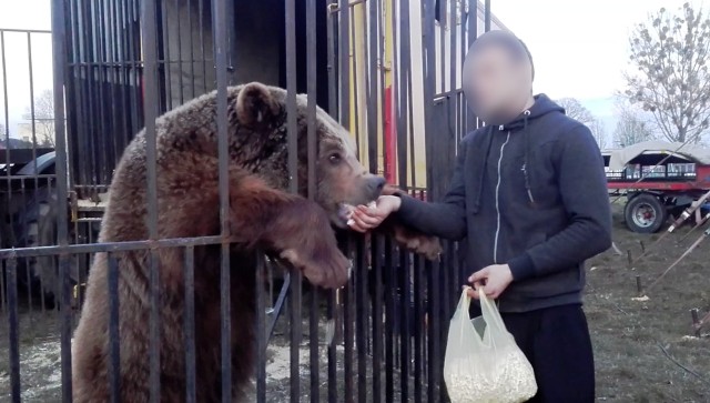 Zwierzęta z cyrku trafiły do zoo w Poznaniu