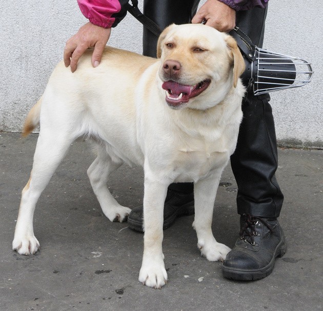 Najbezpieczniej jest, gdy psy w miejscach publicznych prowadzone są na smyczach i w kagańcu.