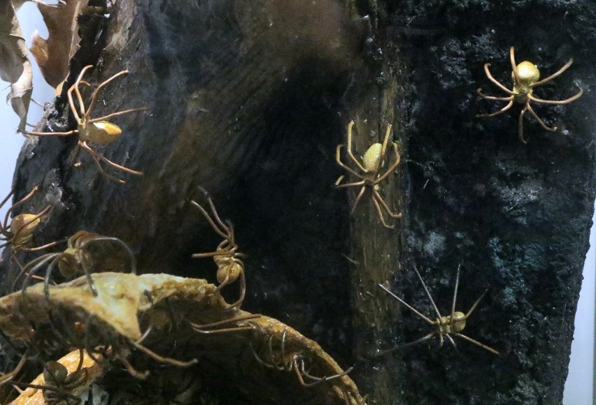 Wystawa pająków w Sky Tower we Wrocławiu potrwa do 28 lutego