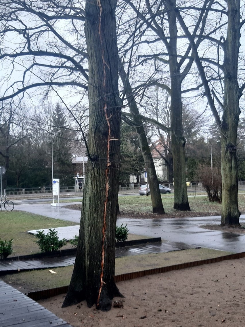 Pierwsza wiosenna burza nad Szczecinem. Piorun trafił w drzewo [ZDJĘCIA]
