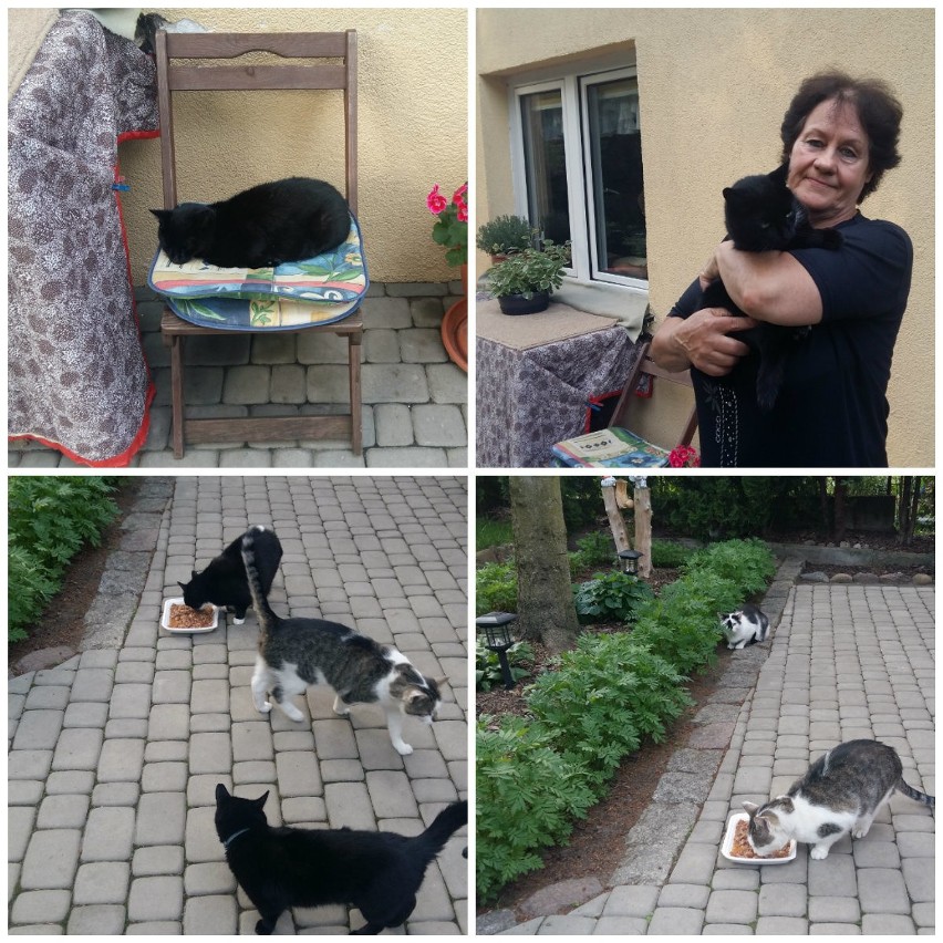 Ewa Włodkowska od lat pomaga kotom