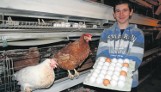 Zdrowa kura znosi pyszne jaja