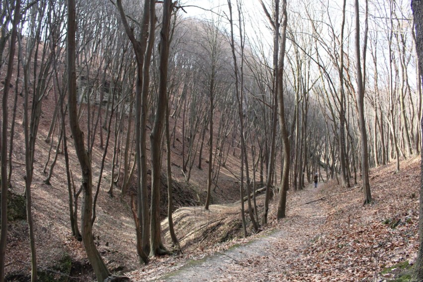 Szlak rowerowy pomiędzy dolinami Bolechowicką i Kobylańską