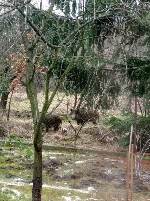 Luty 2023 - Dziki w Borku Fałęckim w Krakowie widziane z okna domu mieszkańców