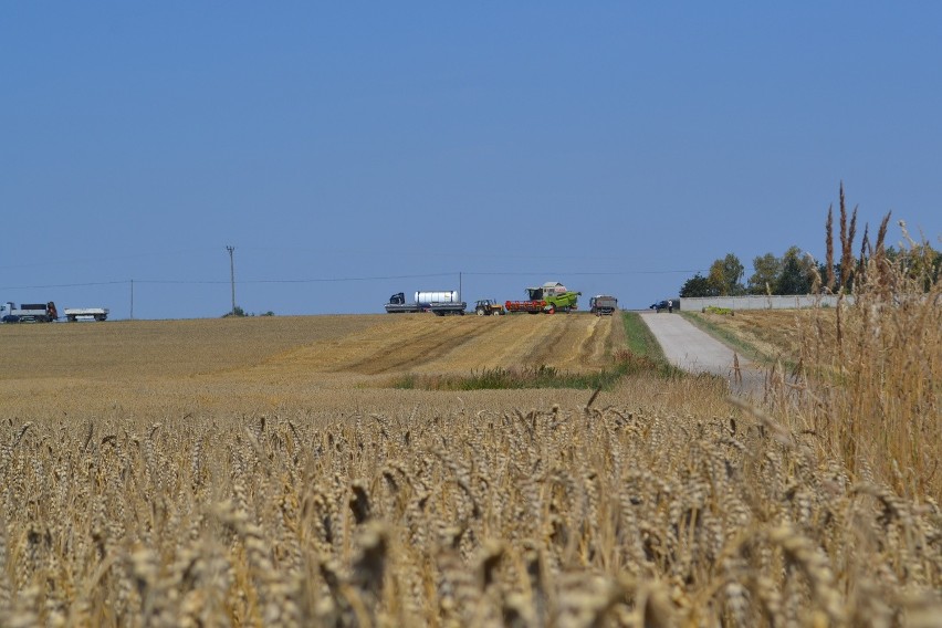 Żniwa w powiecie kłobuckim