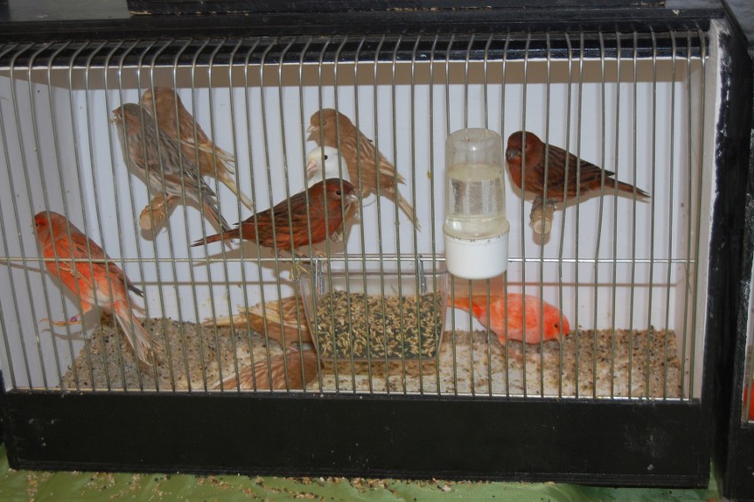 Wystawa ptaków egzotycznych w Soleckim Centrum Kultury