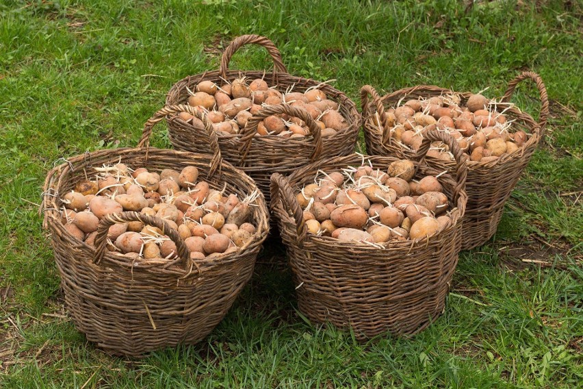Spożycie 200 g porcji ziemniaków pokrywa 50 proc. dziennego...