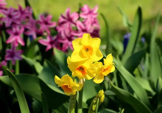 Wśród wiosennych kwiatów są gatunki trujące. Uważajmy na nie, jeśli w ogrodzie bawią się dzieci.