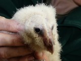 Nowe zwierzęta w Śląskim Ogrodzie Zoologicznym: Samica puszczyka ma pisklęta! [ZDJĘCIA]