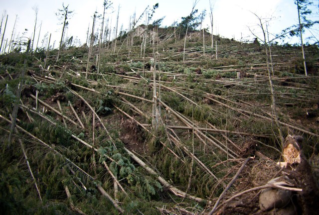 Do ponownego obsadzenia jest na Podhalu 260 hektarów lasów zniszczonych przez halny