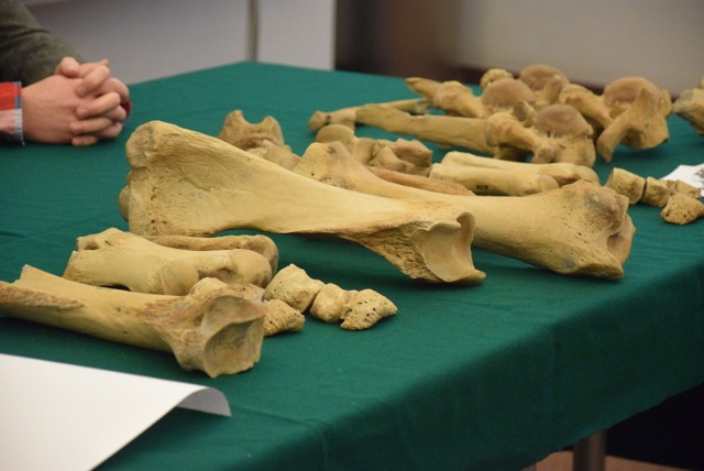 Sprawę opisaliśmy po raz pierwszy w sierpniu tego roku. To wtedy podczas na placu budowy obwodnicy Gorzowa znaleziono tajemnicze prehistoryczne kości. Naukowcy zabrali je wtedy do Wrocławia, a w środę przywieźli z powrotem i pokazali na konferencji naukowej w bibliotece wojewódzkiej. Nosorożca naukowcy żartobliwie nazywają Stefanem bądź… Stefanią. Bo choć starcie zębów zwierzęcia wskazuje na osobnika dorosłego, to kości są stosunkowo niewielkie. To może oznaczać, że była to „pani nosorożec”. Naukowcy są już prawie pewni, jaki to gatunek. - Na 80 proc. to stephanorhinus kirchbergensis - mówił we wtorek Adam  Kotowski z Uniwersytetu Wrocławskiego. Wiemy też już, że Stefan(ia) nie trafi do Gorzowa na stałe, mimo, że był(a)by świetną promocją dla miasta. Powód? To właśnie znalezione w Gorzowie kości mogą okazać się jednym z najlepiej zachowanych i najbardziej kompletnych prehistorycznych szkieletów w kraju. Trzeba je jednak przechowywać w specjalnych warunkach. - Planujemy jednak wykonanie replikn  w technice  3D - uspokajał dr Bogusław Przybylski z Państwowego Instytutu Geologicznego we Wrocławiu. Jak powstają repliki? - Wykonuje się kilkadziesiąt zdjęć pod różnym kątem, po  czym specjalistyczne oprogramowanie składa je w całość. Mając taki model, będziemy w stanie wykonać dowolną ilość wydruków za pomocą drukarek 3D - mówił. Teren dawnego jeziora okazuje się wyjątkowo ciekawy, bo oprócz kości nosorożca, znaleziono tam także pierwsze w Polsce szczątki daniela. - Teraz brak na to czasu, pieniędzy, a może i chęci, ale przyszłe pokolenia powinny zająć się zabezpieczeniem tego miejsca - mówił nam nieoficjalnie jeden z uczestników konferencji. - Warto byłoby postawić np. odlew ,,tonącego nosorożca”. Czytaj też: Nosorożec sprzed 125 tys. lat przy drodze S3 w Gorzowie [ZDJĘCIA];nf