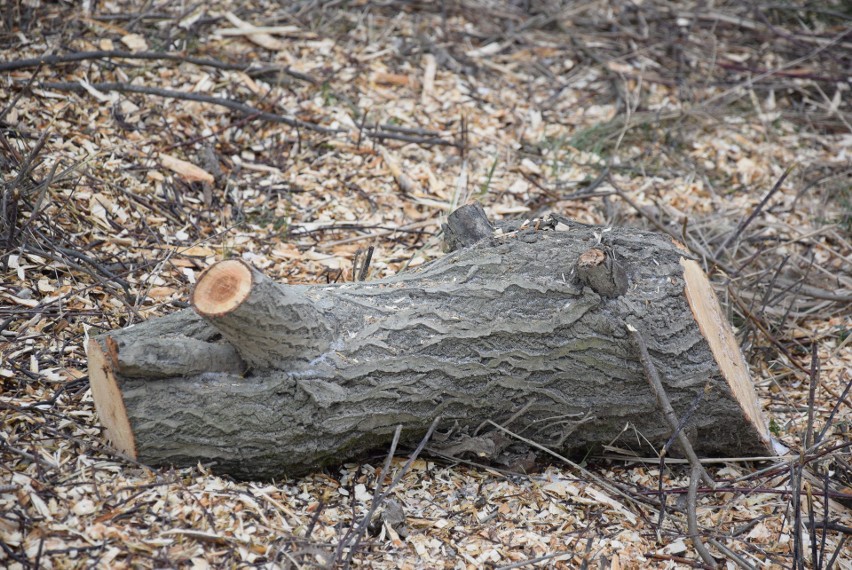 Oświęcim. Na Kamieńcu wycięto piękne drzewa. Tak powstaje Park Pojednania Narodów [ZDJĘCIA, WIZUALIZACJA]