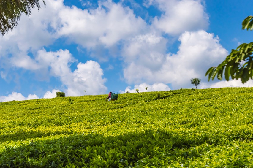 Kiambethu Tea Farm w Kenii to siódme miejsce na liście. To...