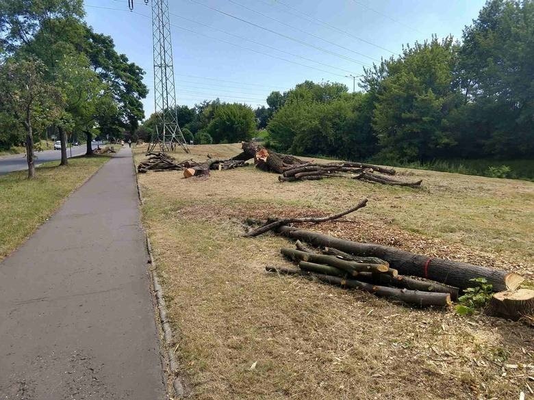 Tysiące drzew pod topór w ramach miejskich inwestycji. "Skala wycinki poraża". Co na to urzędnicy?