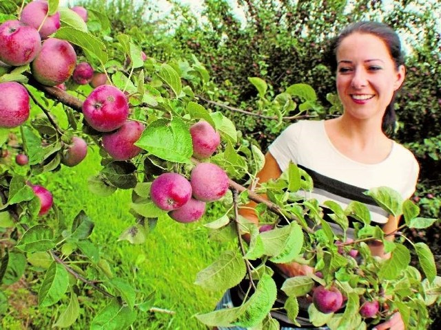 Irenie Lisowskiej-Szron z sadu w Solnikach zależy na promocji lubuskich jabłek. W porozumieniu z prezydentem Januszem Kubickim chce rozdać na zielonogórskim rynku nawet 300 kg owoców.