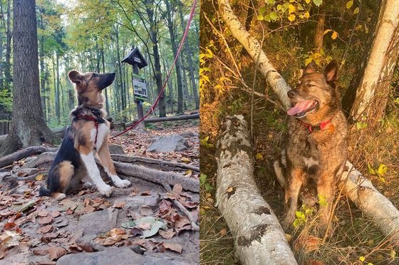 Jeżeli chcesz pomóc bezdomniakom ze Schroniska w Dyminach to przyjdź 16 października, pomóż w sprzątaniu lasu, po którym spacerują psy i weź udział w kiermaszu.