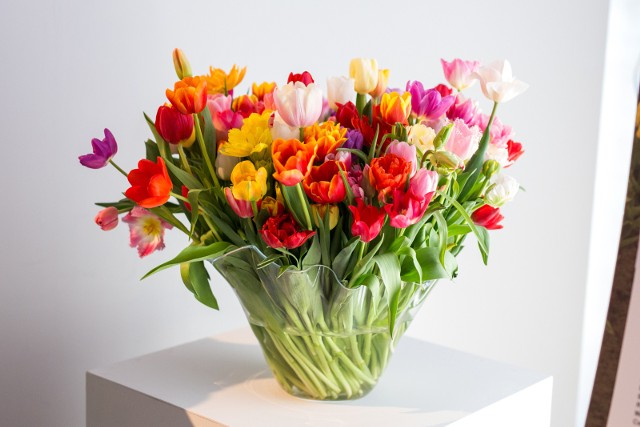 01.04.2017 warszawamiedzynarodowa wystawa tulipanow tulipany wilanow nz fot. damian kujawa/ polska press