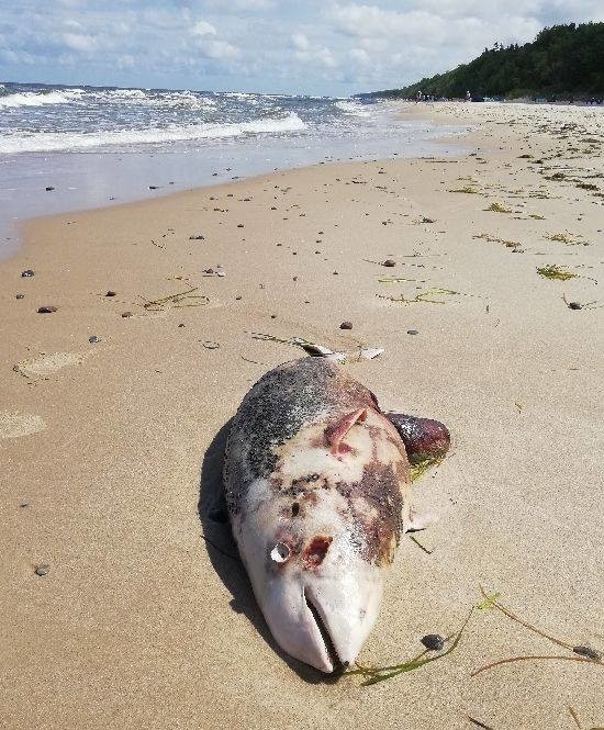 Martwy morświn znaleziony na plaży w Łukęcinie. To już...