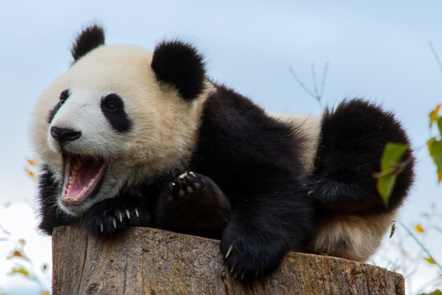 1,998 mln zł„A wszystko te czarne oczy” to projekt polegający na wypożyczeniu na rok misia pandy i umieszczeniu go w łódzkim zoo. Kwota ta ma starczyć na transport do Łodzi jednego osobnika pandy wielkiej i przygotowanie dla niego wybiegu.