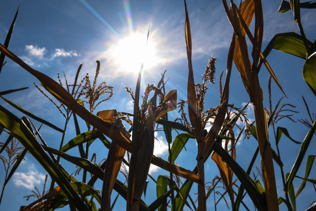 Rolnicy obawiają się, czy susza - wynikająca najprawdopodobniej z trwałych zmian klimatycznych - nie powtórzy się i w tym roku