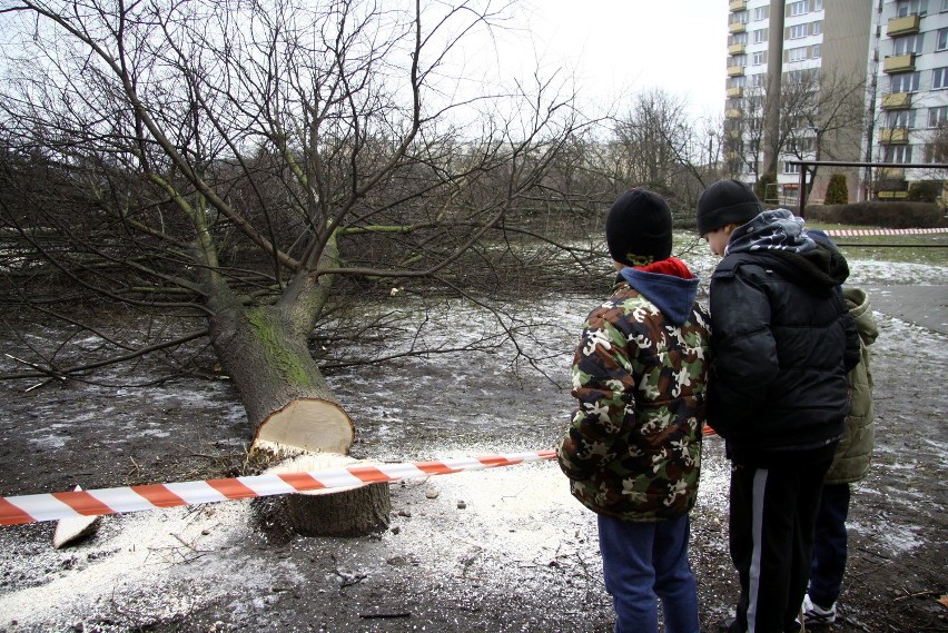 Bronowice: Wycięli zielone płuca dzielnicy. W miejscu skweru staną bloki (ZDJĘCIA)