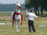  Araby z Michałowa w głównych rolach - XXX Puchar Narodów dla Polski