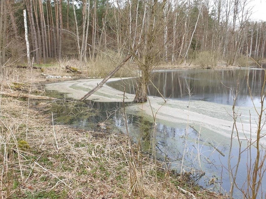 W Leśnictwie Gródek ktoś zrzucił ścieki do bagna. To kolejny tego rodzaju przypadek w Kujawsko-Pomorskiem!