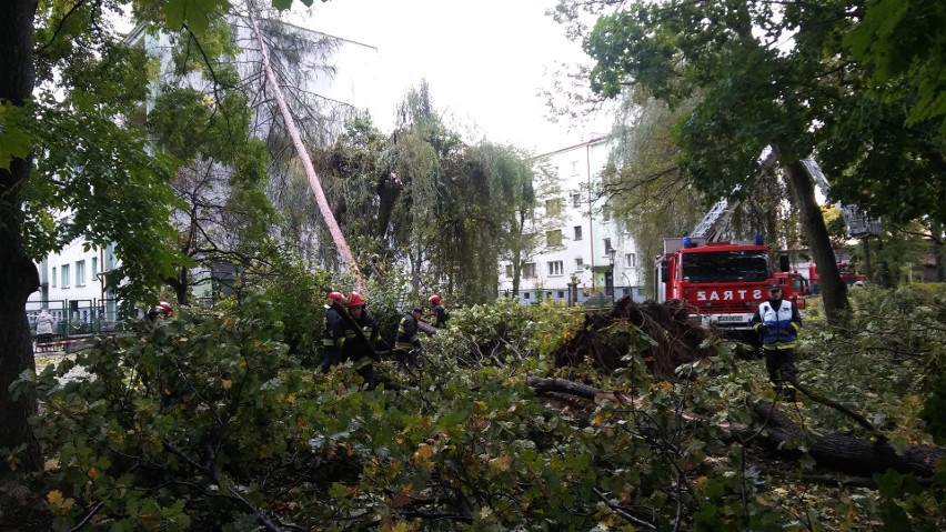 Park żywiecki został zniszczony przez orkan Ksawery nawet w...