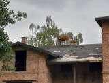 Krowa na dachu! Nietypowa akcja straży pożarnej! ZDJĘCIA