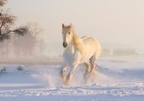 Horoskop na dziś 3 lutego. Baran, Byk, Bliźnięta, Rak, Lew, Panna, Waga, Skorpion, Strzelec, Koziorożec, Wodnik, Ryby w horoskopie na 3.02