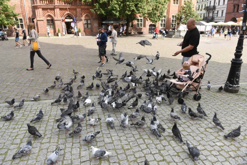 Gołębie w Toruniu budzą kontrowersje. Jak sobie z nimi radzić?