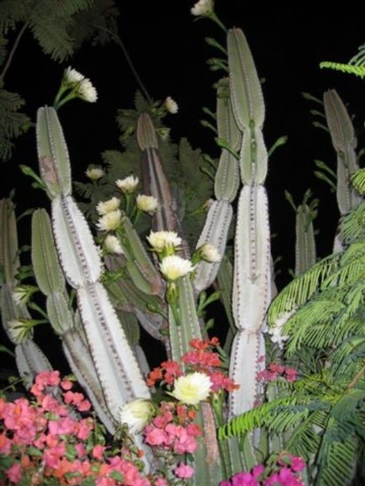 Kaktusy nocą...