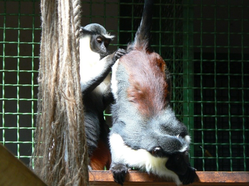 Oryginalne i wyjątkowe zdjęcia z zoo we Wrocławiu (GALERIA nr 3)