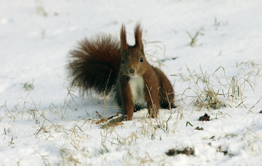 05.02.2018 legnica legnicki park wiewiorka zima orzech...